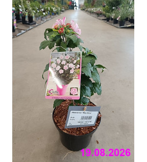 Hibiscus syr. 'Miss Silvia' C 2,5 L